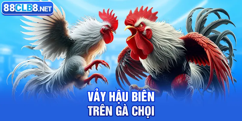 Vảy Hậu Biên trên gà chọi.